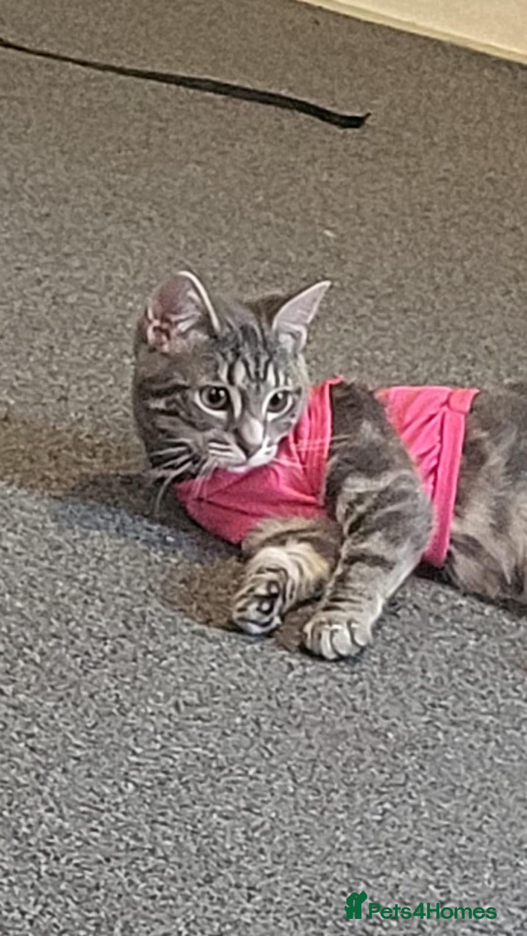 Domestic Shorthair cats for sale: 2 gorgeous kittens for sale - Image 4