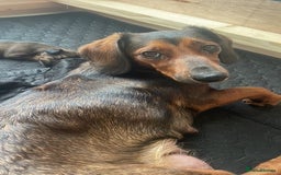 Mixed Breed dogs for sale: Dachshund Cross Pups - Image 17