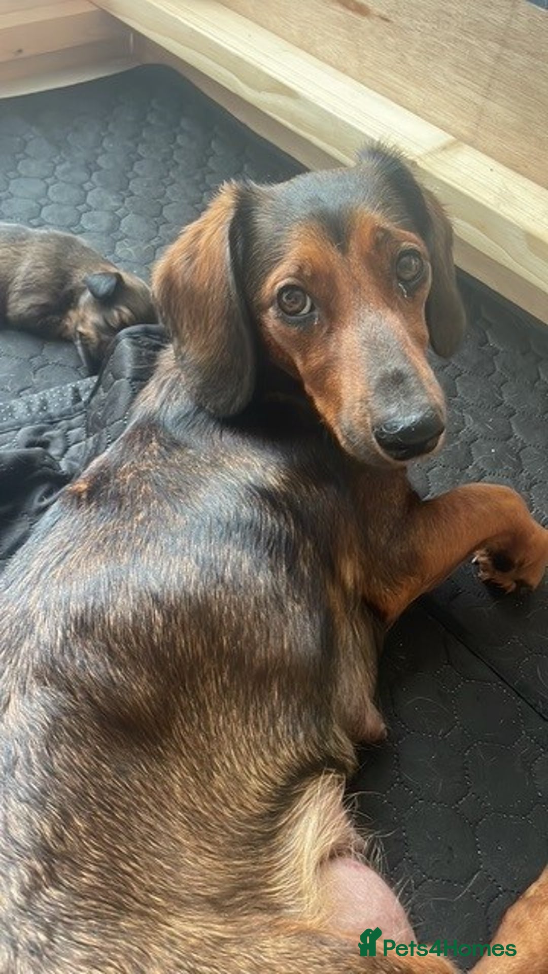 Mixed Breed dogs for sale: Dachshund Cross Pups - Image 17