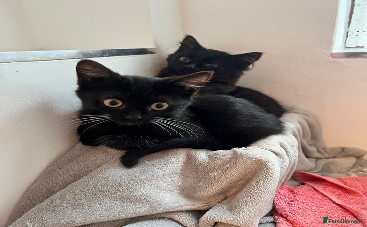 Mixed Breed cats - Advert 15