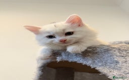 Mixed Breed cats for sale: 3 beautiful kittens available  - Advert 18