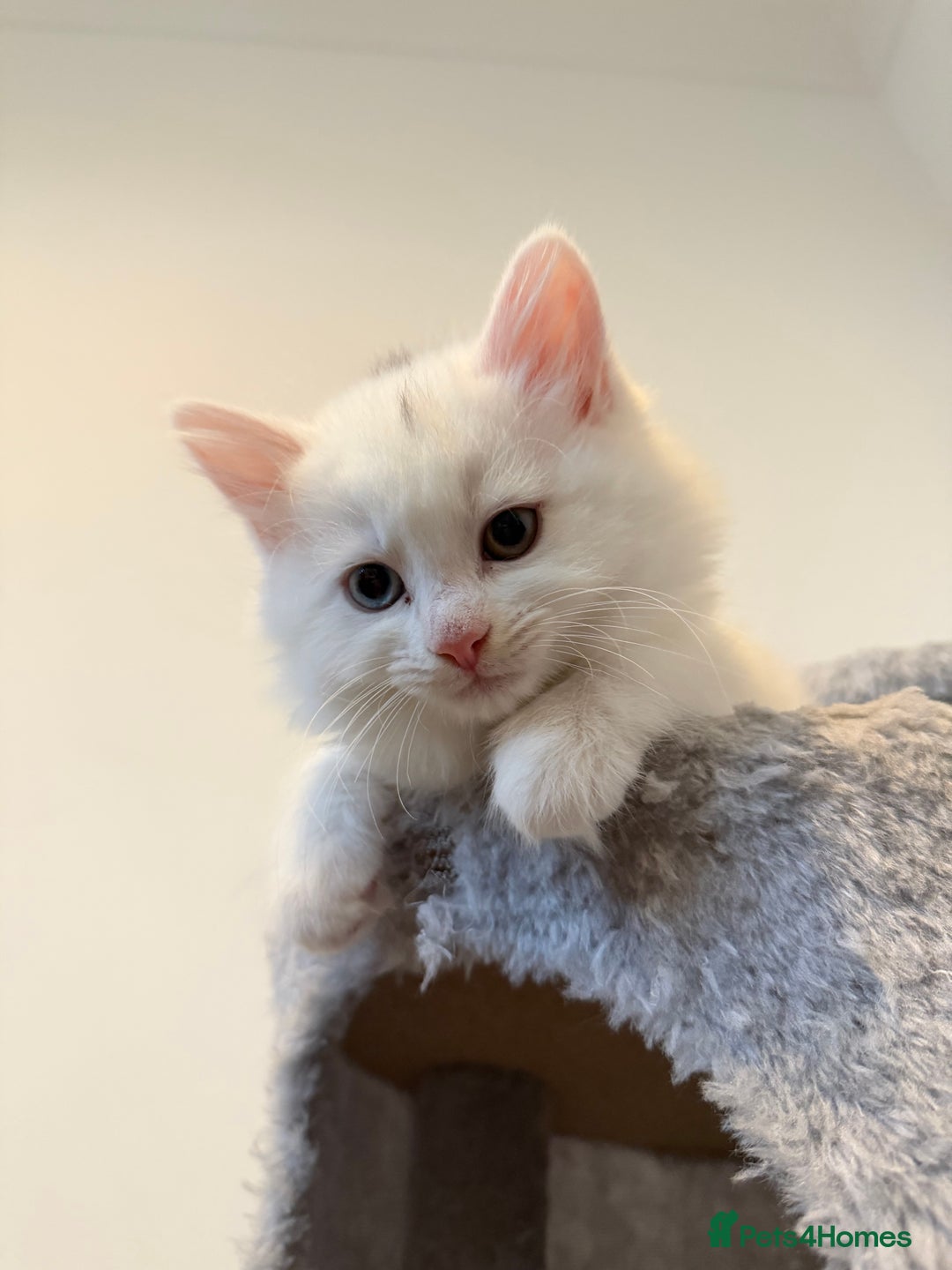 Mixed Breed cats for sale: 3 beautiful kittens available  - Advert 18