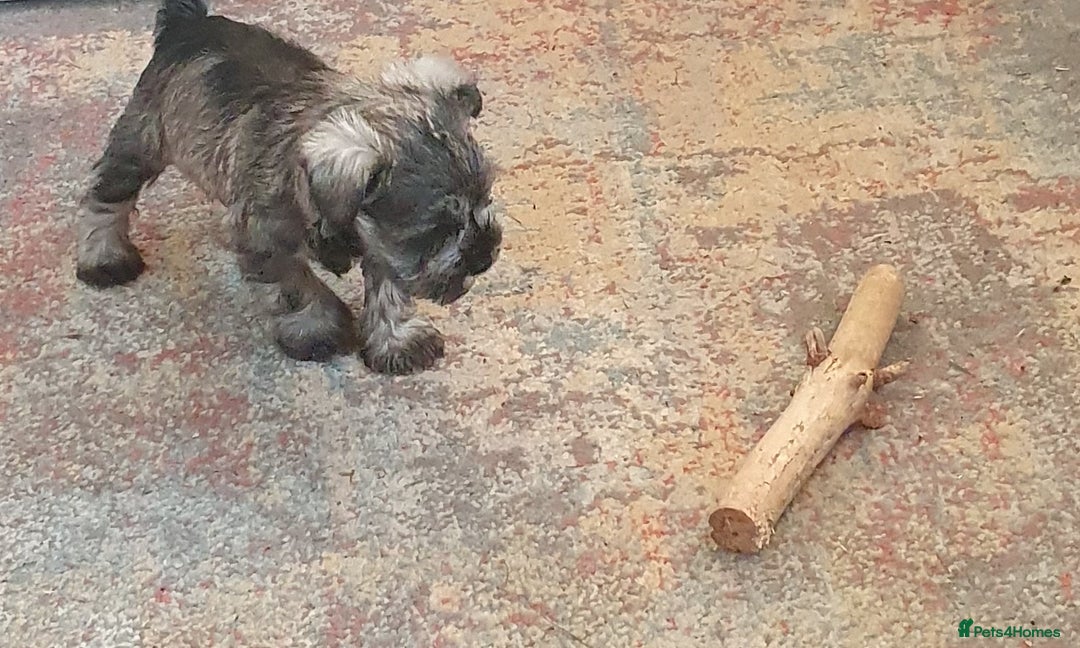 Miniature Schnauzer dogs for sale: Adorable Miniature Schnauzer Puppies - Image 8