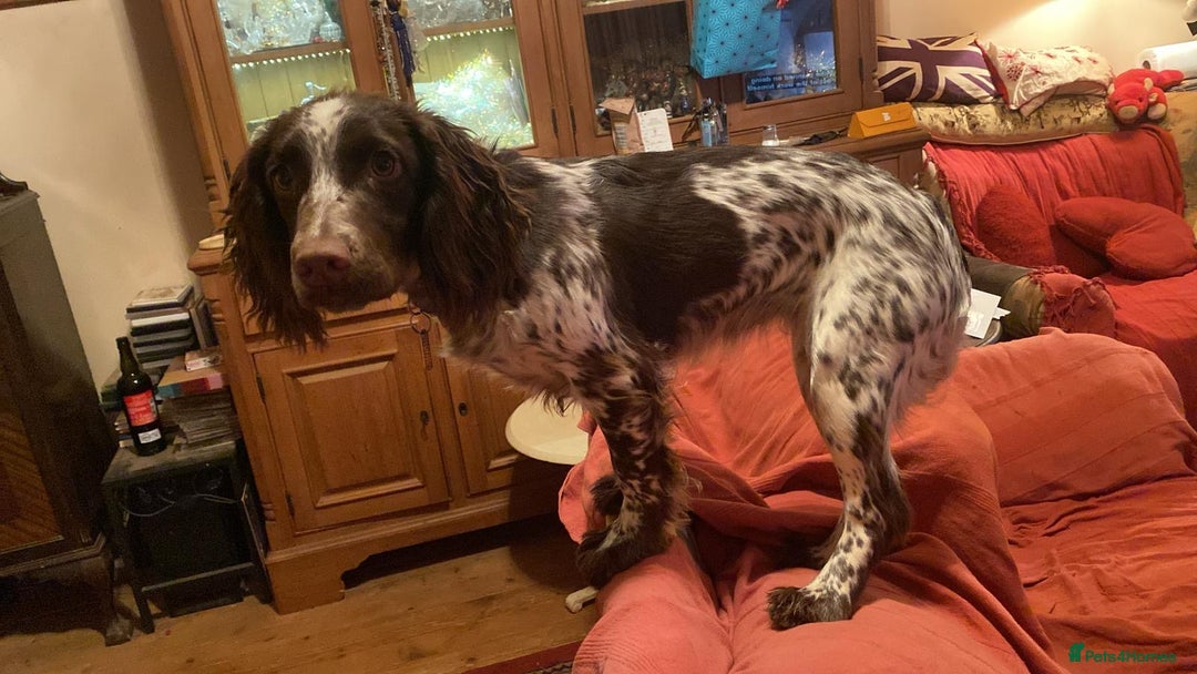 Cocker Spaniel dogs for stud: KC Working Cocker Spaniel Health Tested  - Advert 7