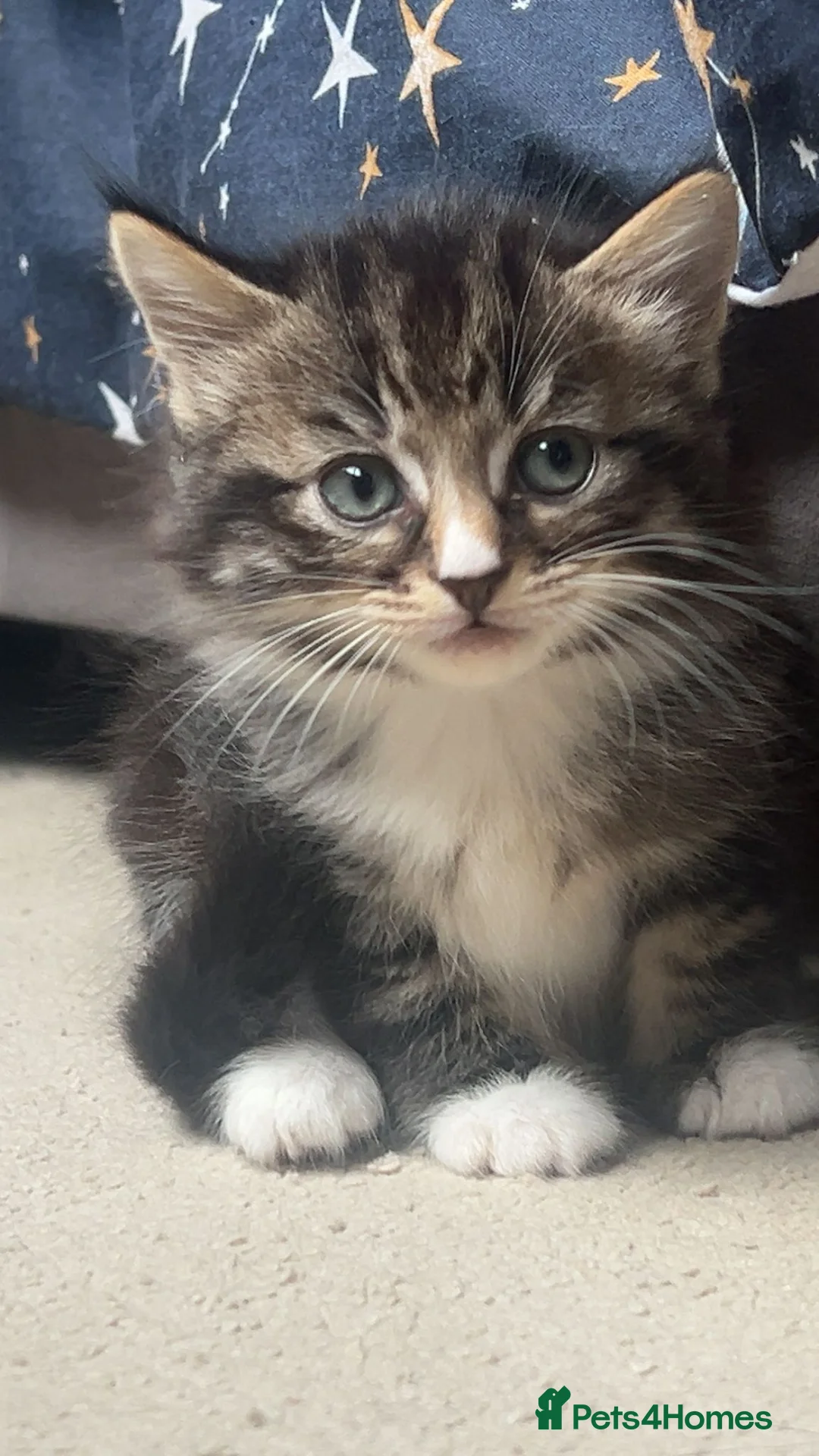 Mixed Breed cats for sale: 4 beautiful kittens  - Advert 1