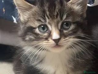 Mixed Breed cats 4 beautiful kittens - Advert 2