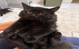 British Shorthair cats for sale: Full British short hair kittens - Advert 3