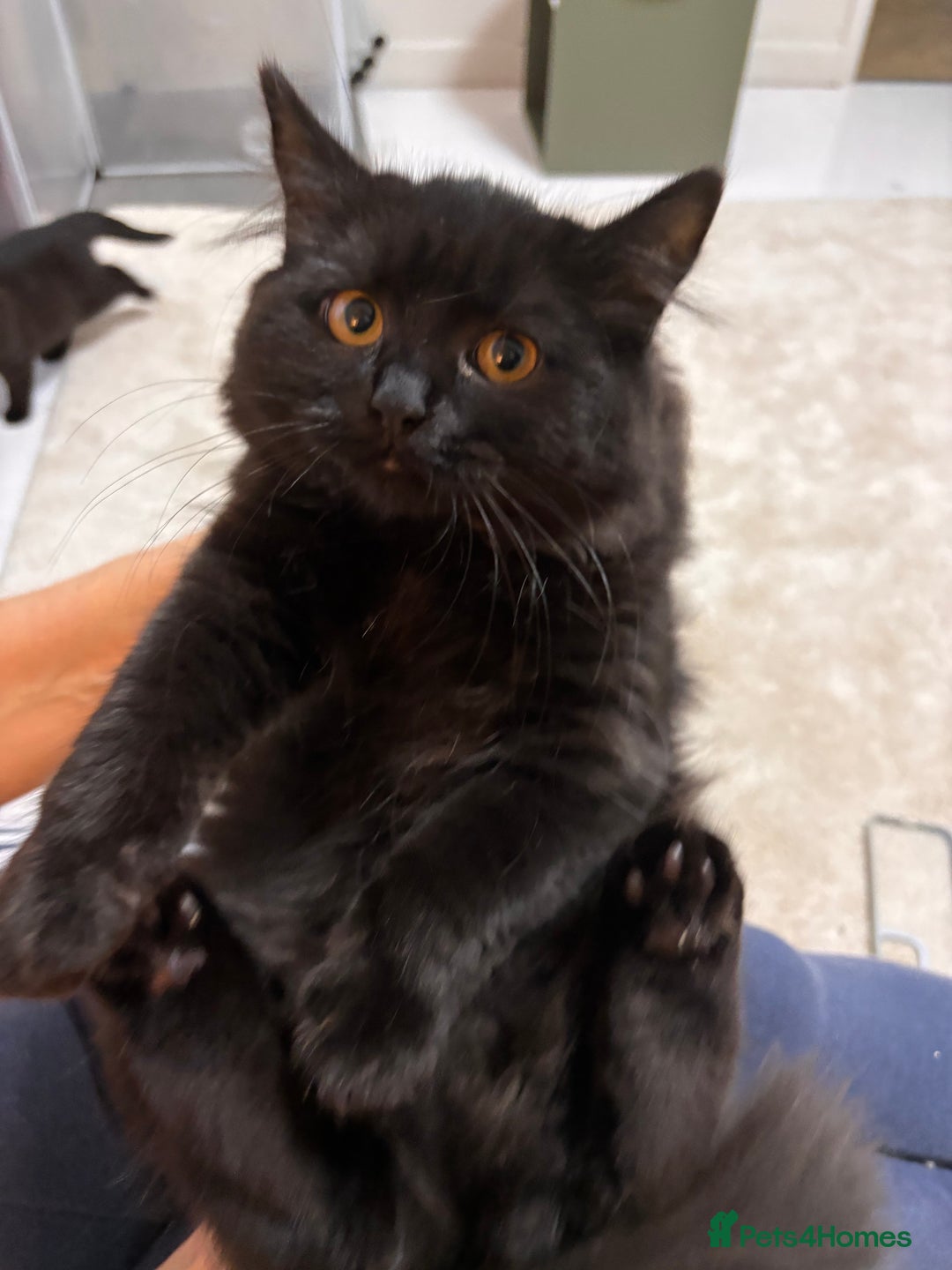 British Shorthair cats for sale: Full British short hair kittens - Advert 3