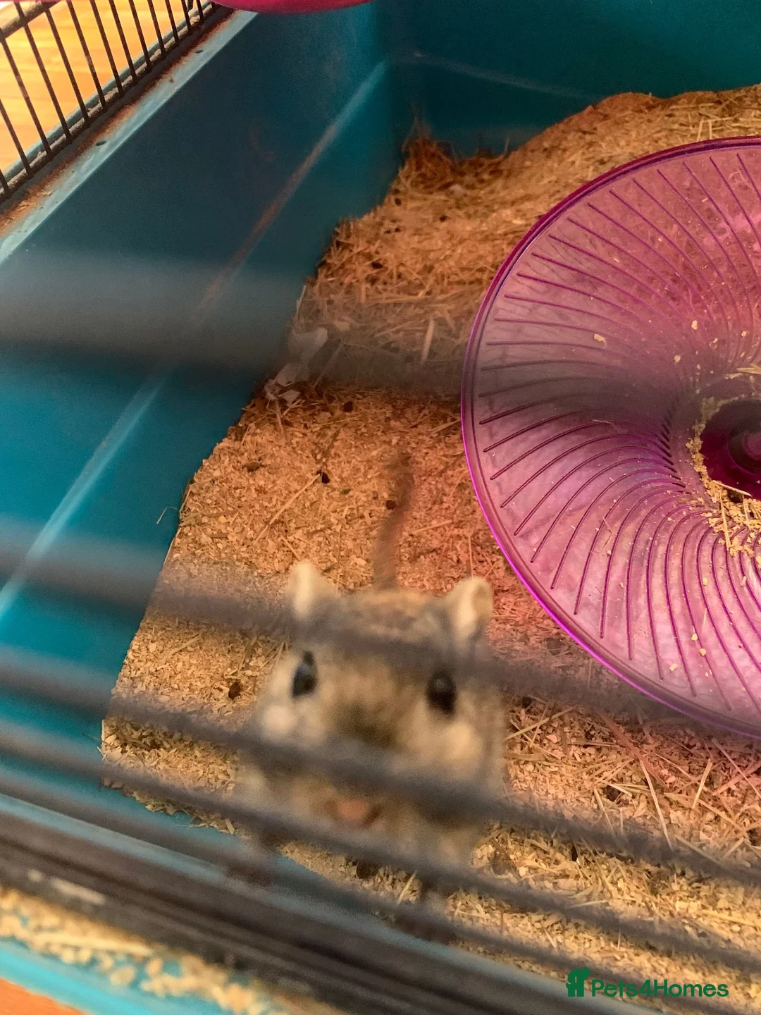 Gerbil rodents for sale: Gerbil in Lewes - Advert 5