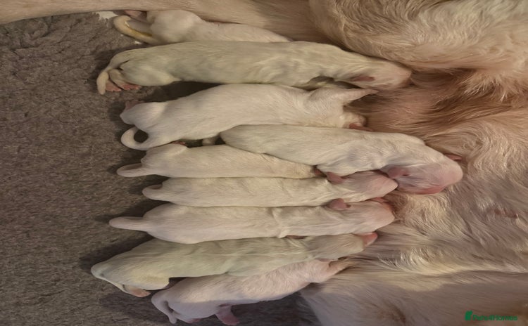 Golden Retriever dogs KC REG WHITE FULLY HEALTH TESTED PARENTS - Advert 4