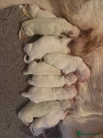 Golden Retriever dogs KC REG WHITE FULLY HEALTH TESTED PARENTS - Advert 1