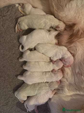 Golden Retriever dogs KC REG WHITE FULLY HEALTH TESTED PARENTS - Advert 4