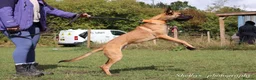 Belgian Shepherd Dog dogs for sale: Enzo- Mali - Advert 5