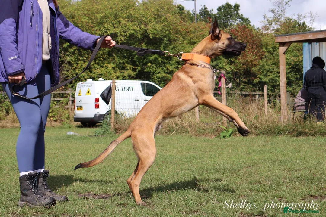 Belgian Shepherd Dog dogs for sale: Enzo- Mali - Advert 5