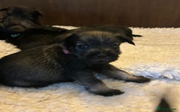 Schnauzer dogs for sale: KC reg health tested P/S standard schnauzers - Image 4