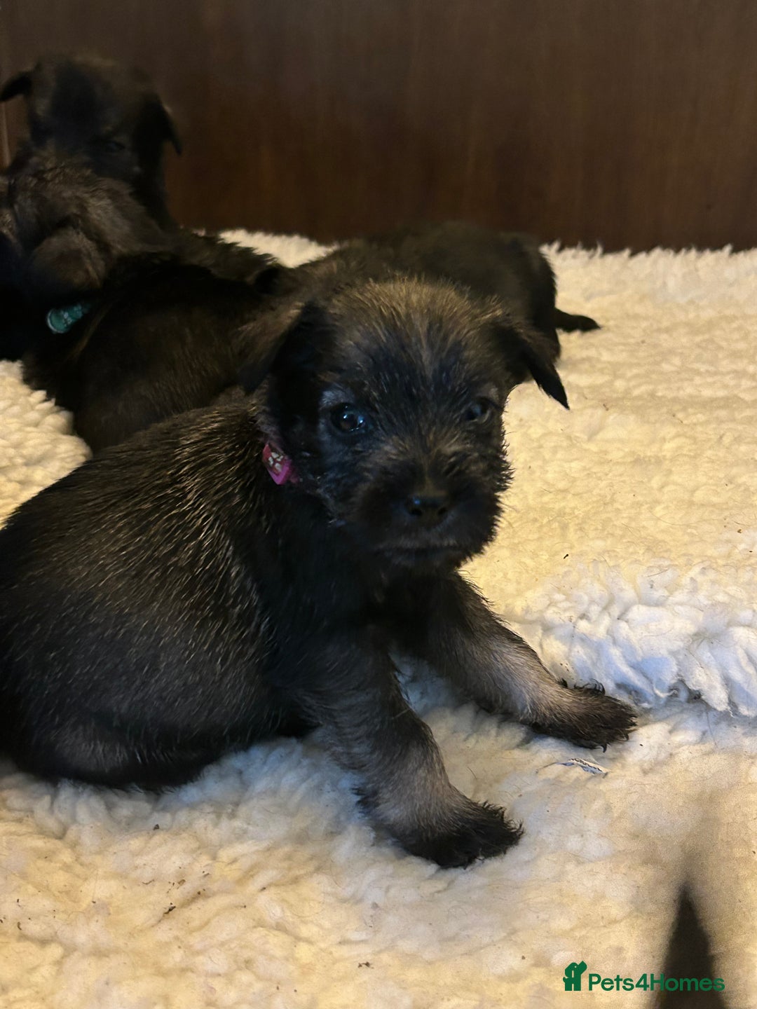 Schnauzer dogs for sale: KC reg health tested P/S standard schnauzers - Image 4