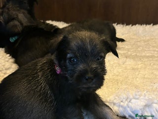 Schnauzer dogs - Advert 2