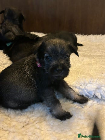 Schnauzer dogs - Advert 3