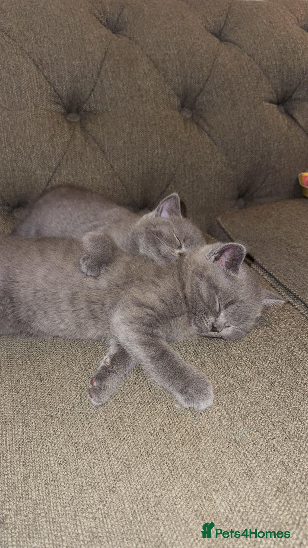 British Shorthair cats for sale: British shorthair - Advert 2