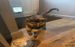 Mixed Breed cats for sale: 3 kittens for sale.  - Image 9