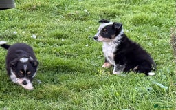 Border Collie dogs for sale: Border Collie Puppies  - Image 17