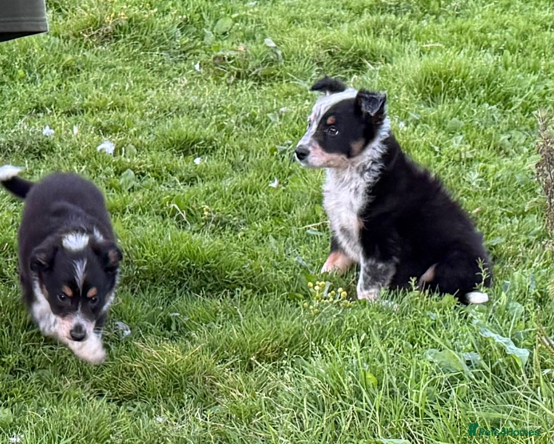 Border Collie dogs for sale: Border Collie Puppies  - Image 17