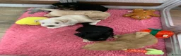 Miniature Schnauzer dogs for sale: 5* Licensed KC Small Miniature Schnauzer Litter  - Advert 18