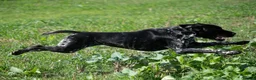 German Shorthaired Pointer dogs for stud: KC registered GSP For Stud - Advert 8