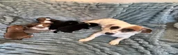 Jack Russell dogs for sale: Stunning Female Jack Russell Short Legged  - Advert 10