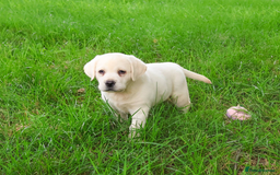 Labrador Retriever dogs for sale: Yellow Labrador Puppy - Image 3