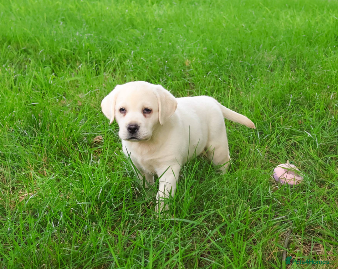 Labrador Retriever dogs for sale: Yellow Labrador Puppy - Image 3