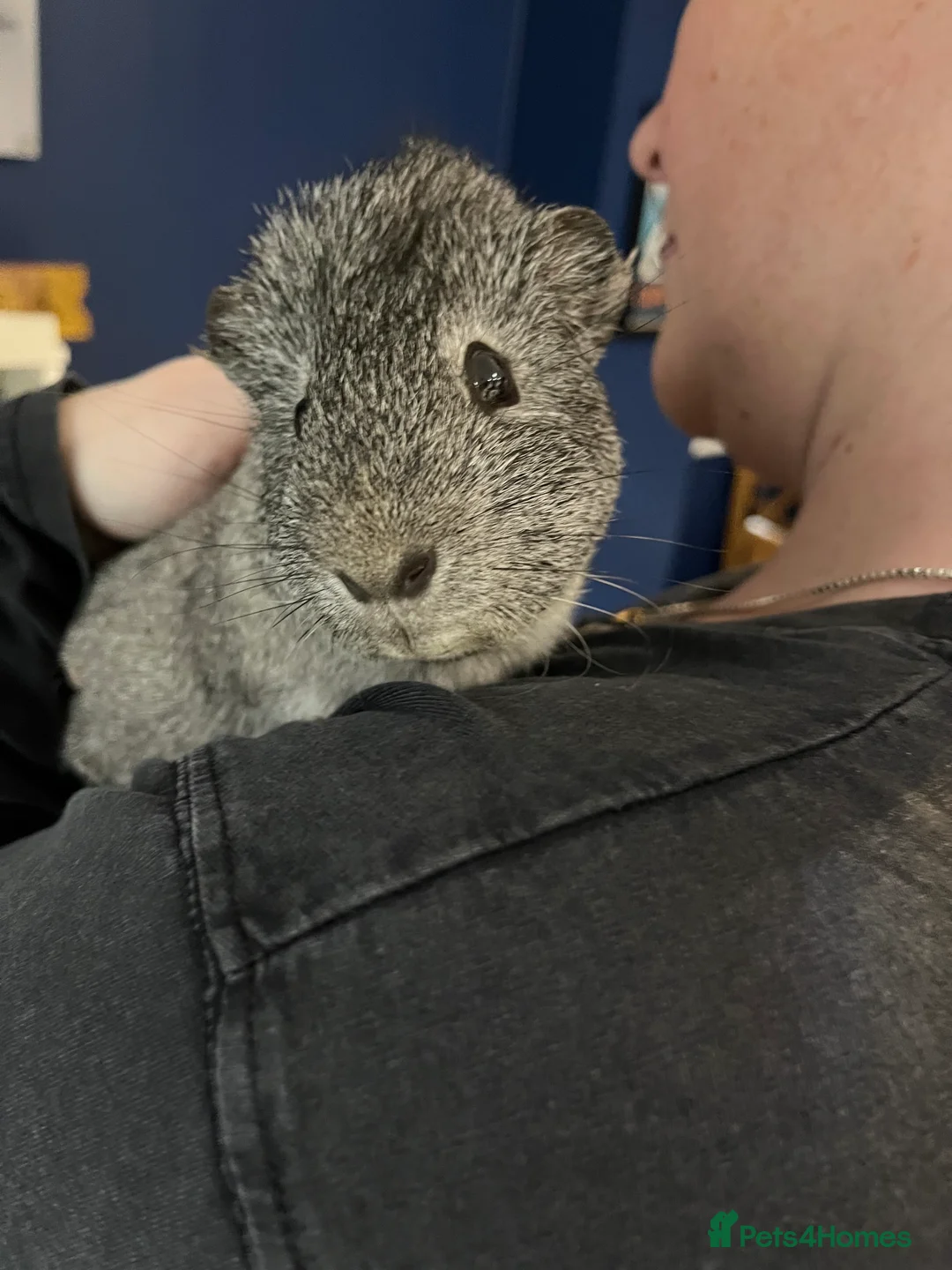 Guinea Pig rodents for sale: Solo male guinea pig  - Advert 2