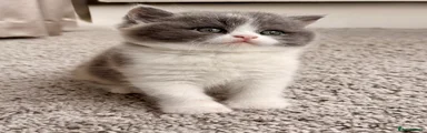 British Shorthair Kitten 4