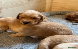 Golden Retriever dogs for sale: Fox Red Golden Retriever Puppies in Honiton - Image 3