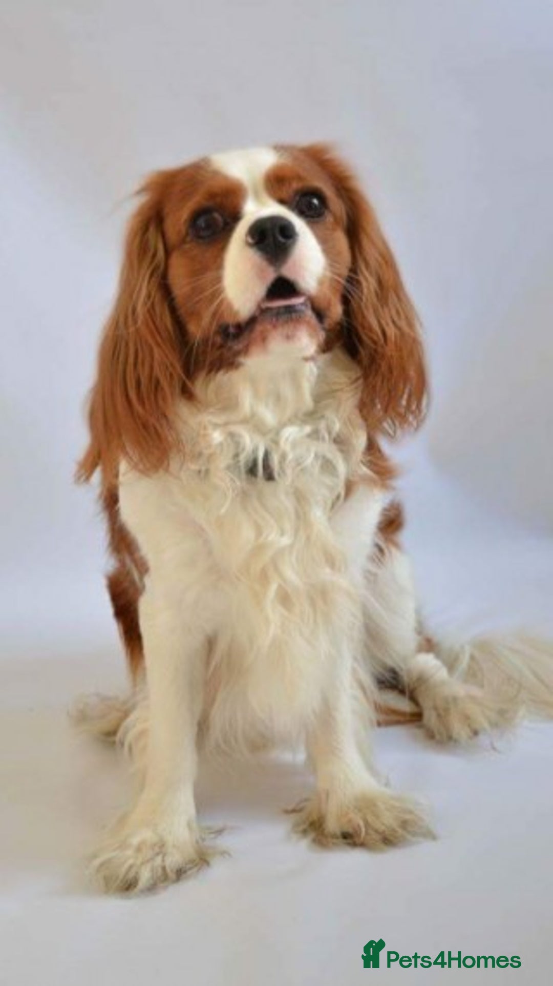 Cavalier King Charles Spaniel dogs for stud: Extensively Health Tested Cavalier King Charles Sp in Mansfield - Image 4