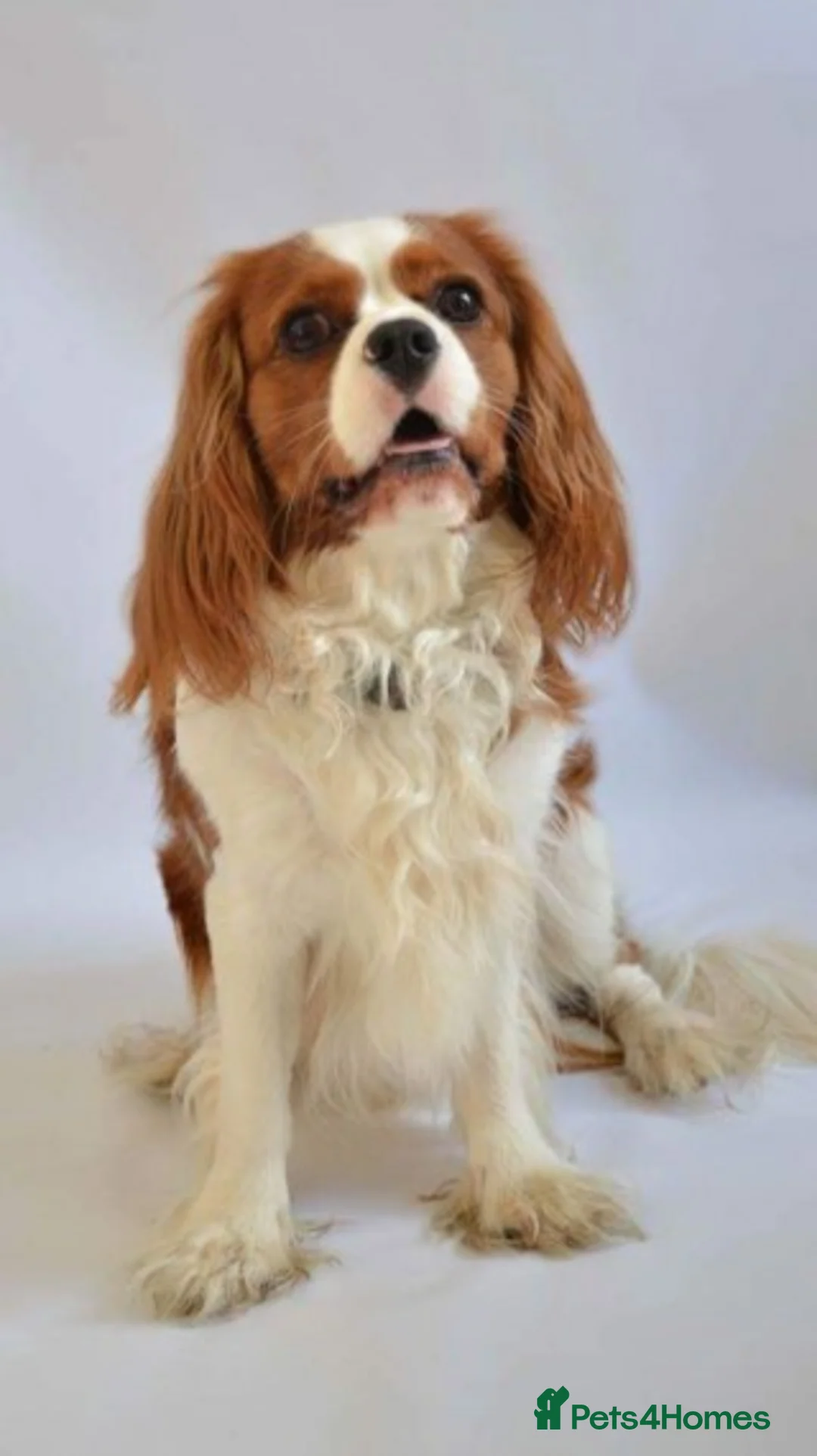 Cavalier King Charles Spaniel dogs for stud: Extensively Health Tested Cavalier King Charles Sp in Mansfield - Advert 4