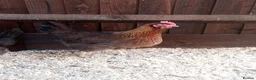 Chickens poultry for sale: Chickens for sale Daventry  - Advert 4