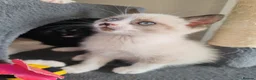 Siamese cats for sale: ❤️❤️❤️ Adorable blue-point Siamese kittens ❤️❤️❤️  - Advert 25
