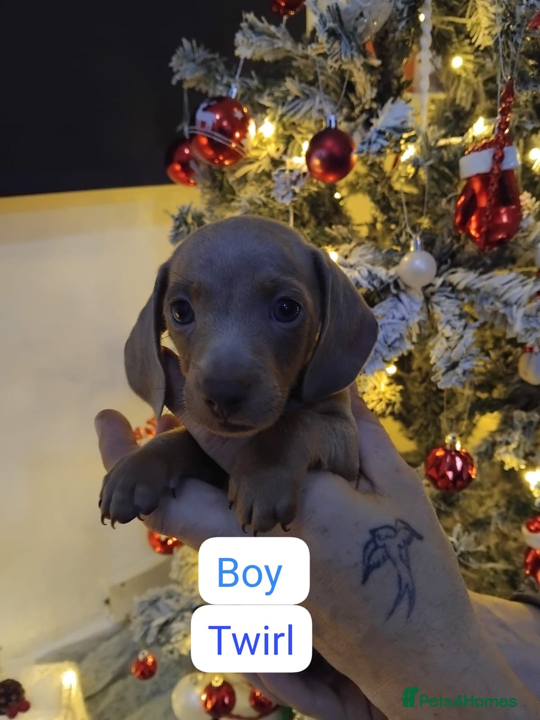 Dachshund dogs for sale: Last 6 stunning boys left. - Advert 9