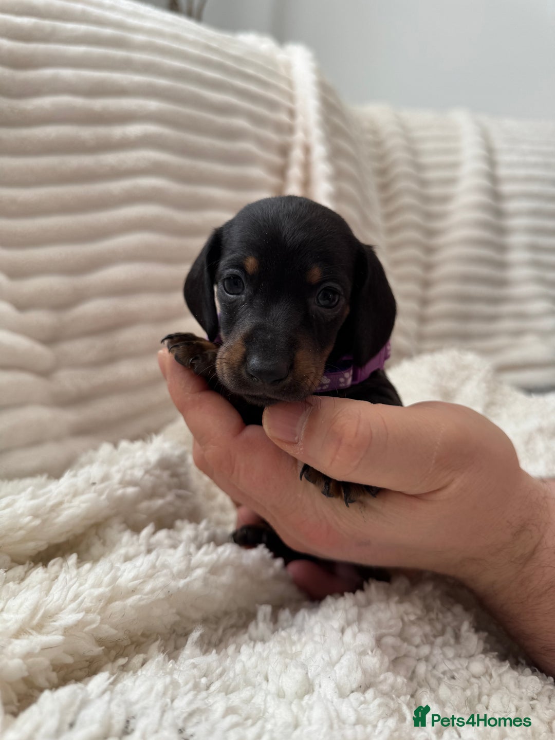 Miniature Dachshund dogs for sale: 8 Adorable miniature dachshund puppies - Advert 15