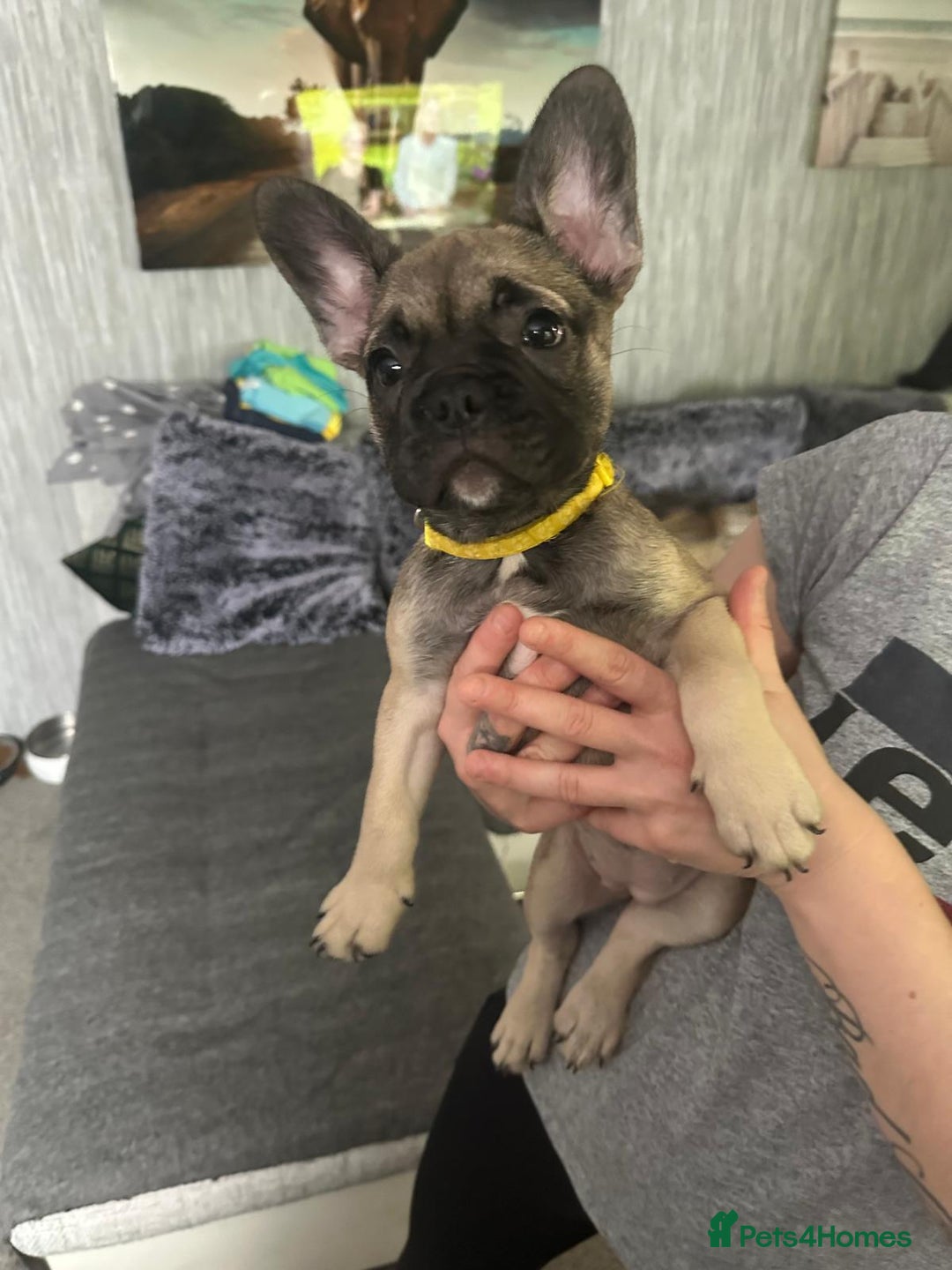 French Bulldog dogs for sale: Amazing french bulldog  - Image 7