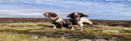 English Springer Spaniel dogs for sale: Springer Spaniels - Advert 20