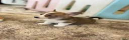 Welsh Corgi Pembroke dogs for sale: Pembroke Welsh corgi pups - Advert 13