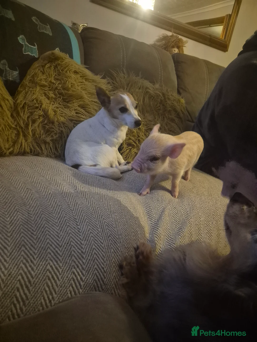 Pig livestock for sale: Mini pig - Advert 2