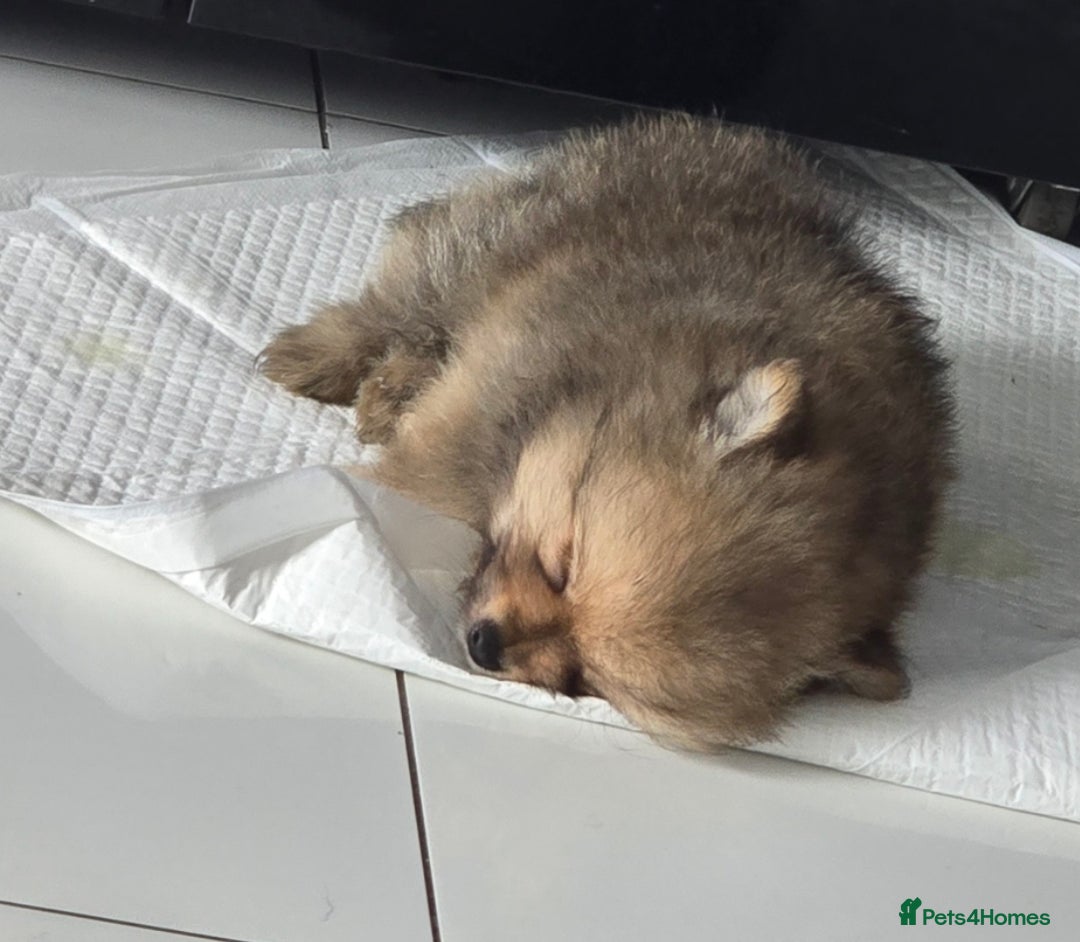 Pomeranian dogs for sale: Beautiful pomeranian pups in Houghton le Spring - Image 33