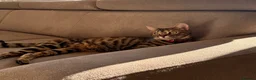 Mixed Breed cats for sale: Bengal/ tabby mixed kittens - Advert 39
