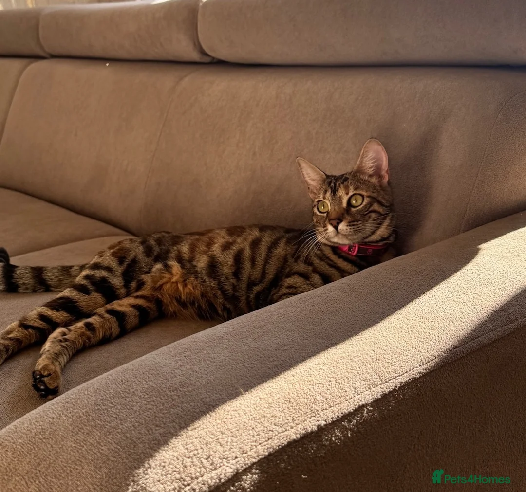 Mixed Breed cats for sale: Bengal/ tabby mixed kittens - Advert 39
