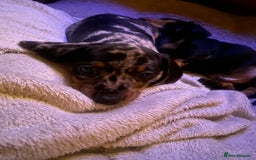 Miniature Dachshund dogs for sale: 8 week old dapple girl.  - Image 2