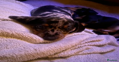 Miniature Dachshund dogs - Advert 13