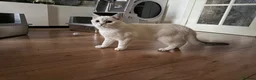 British Shorthair cats for sale: Last Girl 🌟 White British Shorthair Female Kitten - Advert 4